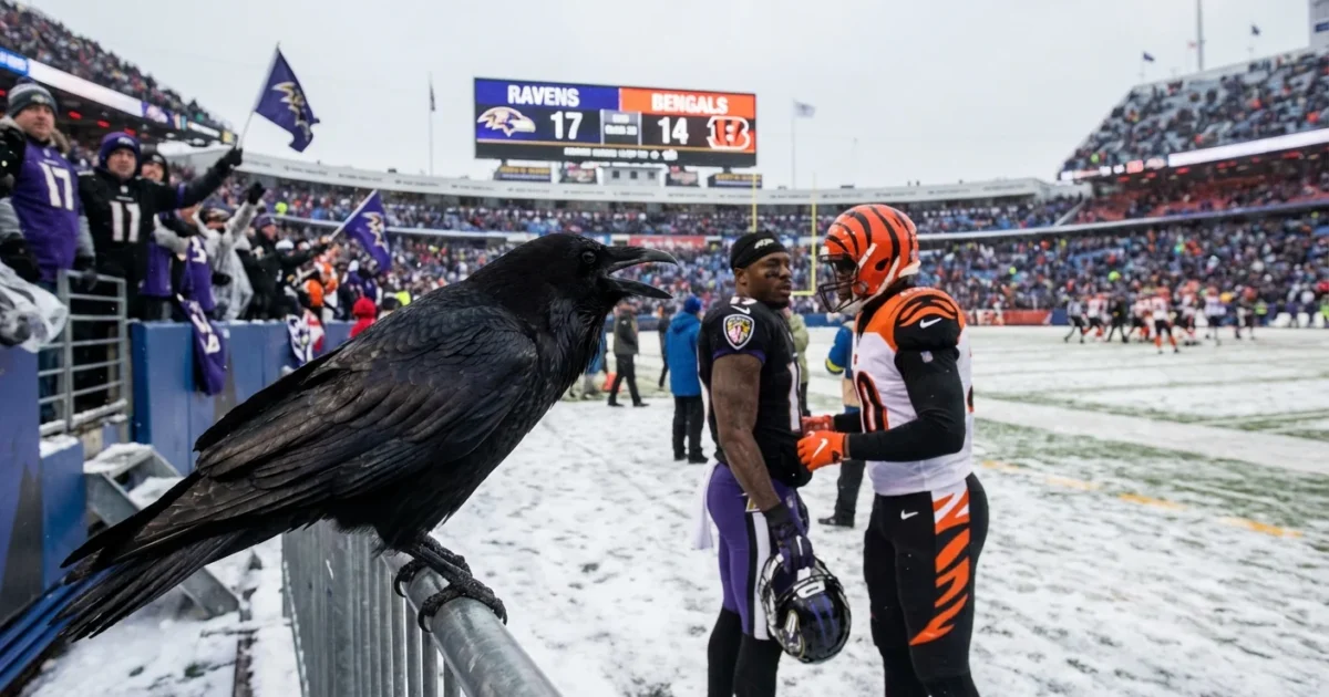ravens-vs-bengals-playoff-stakes-freezing-temps-1-1765736001