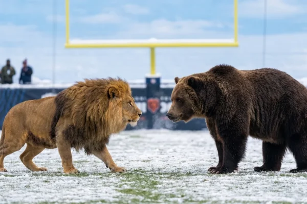 lions-bears-week-18-live-1-1767564580