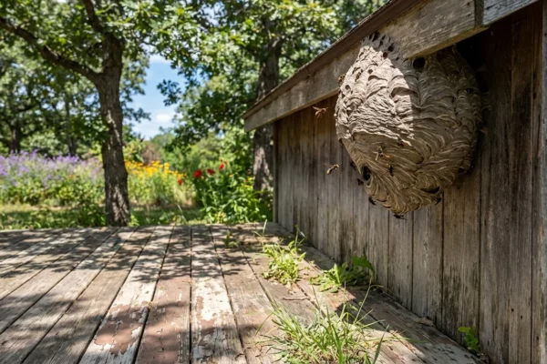 lamelo-coach-collide-hornets-sideline-scare-1-1770070619