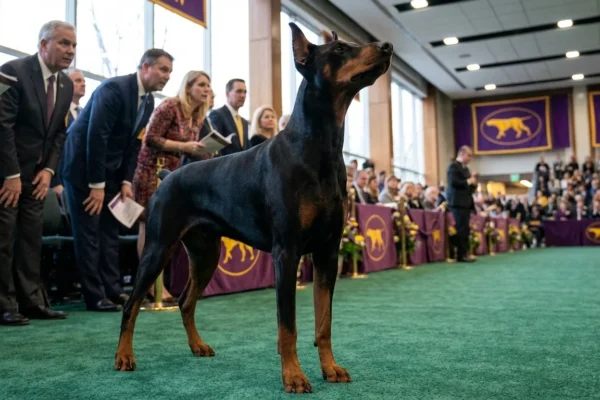 penny-doberman-crowned-westminsters-best-show-1-1770221189