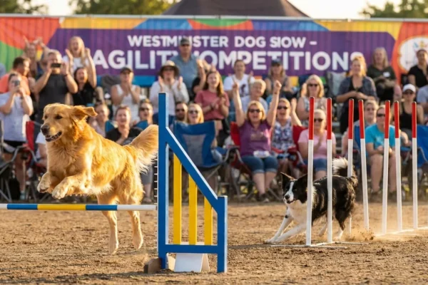 westminster-best-show-watch-1-1770124017